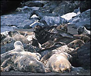 Grey seals
