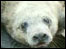 Seal pup