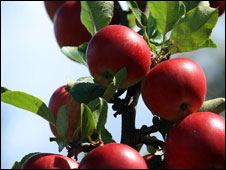 Cider apples in Somerset