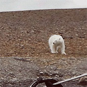 Polar bear at Mark's tent