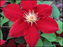 'Rebecca' Clematis