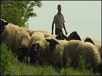 Marc Dubiquet and sheep