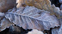 frosty leaves