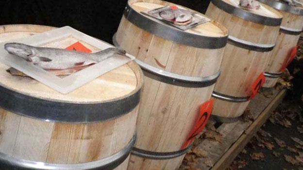 裝魚的密閉木桶