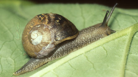 Garden snail