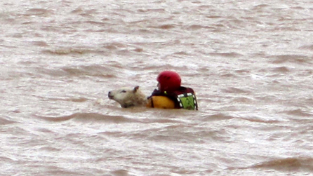 A local fireman saving a sheep in the flood at Bangor-on-Dee. Image by Joe Hughes.