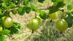 Gooseberry