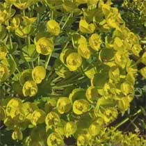 Euphorbia characias