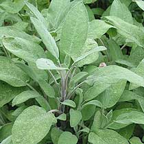 Sage