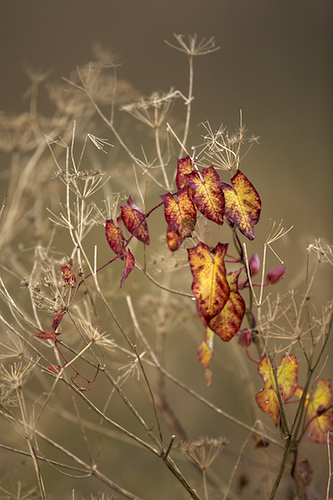 Autumnal leaves by Jody Fairish