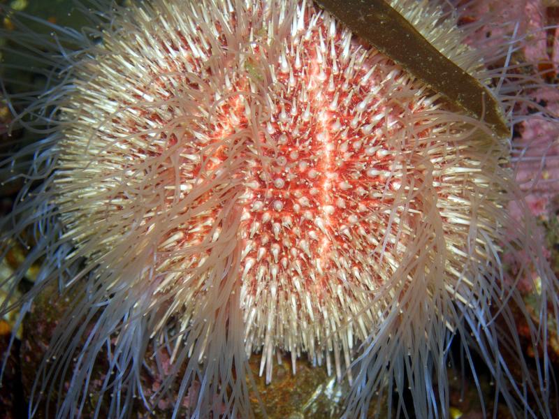 An edible urchin