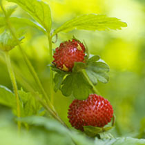 Fragaria vesca