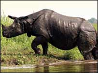 Rhino in Kaziranga national park