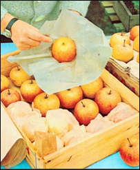 نگهداری سيب در زمستان 