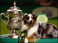 An award-winning dog next to its prize