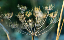 bronze fennel seed head
