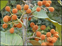  Virola sebifera 