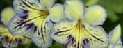 Streptocarpus 'Seren'