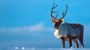 Reindeer by Nature Picture Library