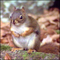 Squirrels, you've got to watch 'em