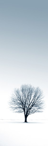 A bare tree stands lonely in the snow. © istockphoto.com/Yanik Chauvin