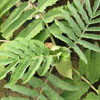Melianthus major