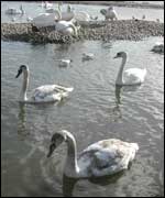 swans