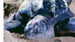 Leatherback turtle