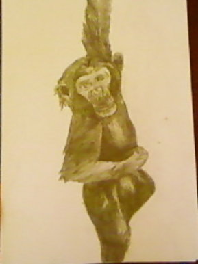 Chimpanzee
