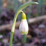 Galanthus nivalis 'Ecusson d'Or'