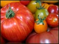 Jersey Tomatoes