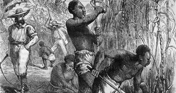 An unknown 19th-century artist's impression of work in the sugar cane fields