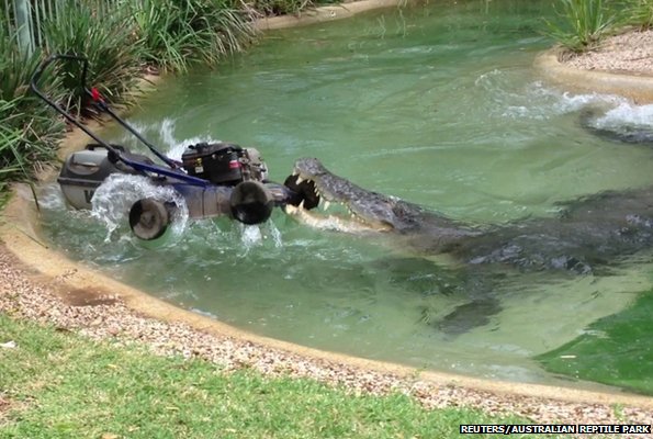 Crocodile attacks mower