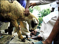 بھارت سے پاکستان آنے والے بکرے