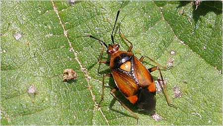 Beetle c/o Margaret Holland