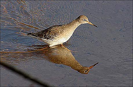 Reflection of a Redshank
