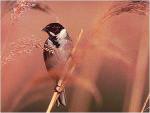 Shapwick (Image: Reed Bunting c/o English Nature)