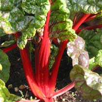 Swiss chard, Beta vulgaris 'Charlotte'