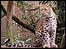 A leopard cub at Cricket St Thomas Wildlife Park