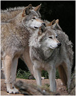 The Wolves at Whipsnade