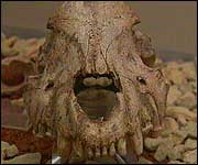 Remains on show at Torquay Museum