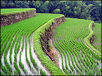 Plantação de arroz