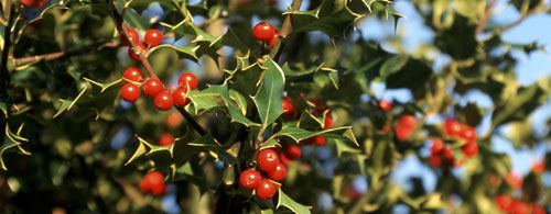 holly