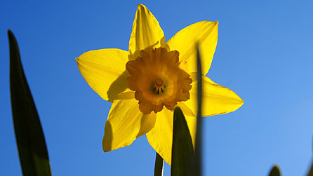 Cennin Pedr (Llun: David Reece flickr.com)