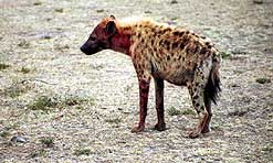 hyena