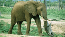 An elephant