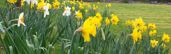 daffodils