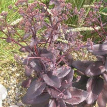 Sedum