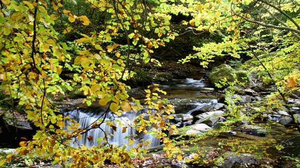 A view of yellow and green beach trees and a lovely river