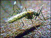 Mosquito da malária